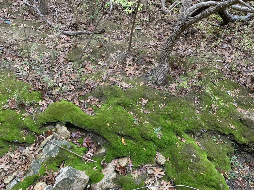  Christmas Eve mossy creek bank. 