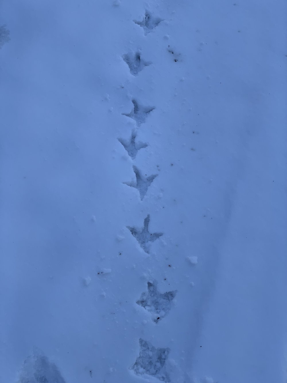   American Crow  footprints in the new snow. 