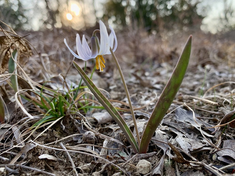   Trout Lily  time! 