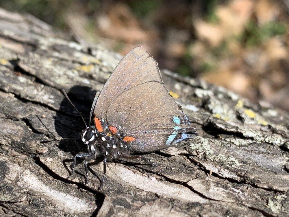   Great Purple Hairstreak  was a new species for Tandy Hills. 
