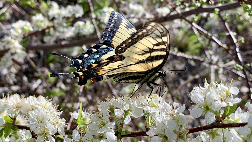   Creek Plum  and  Eastern Tiger Swallowtails  