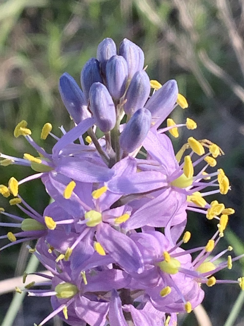   Atlantic Camas  aka: Wild  Hyacinth  