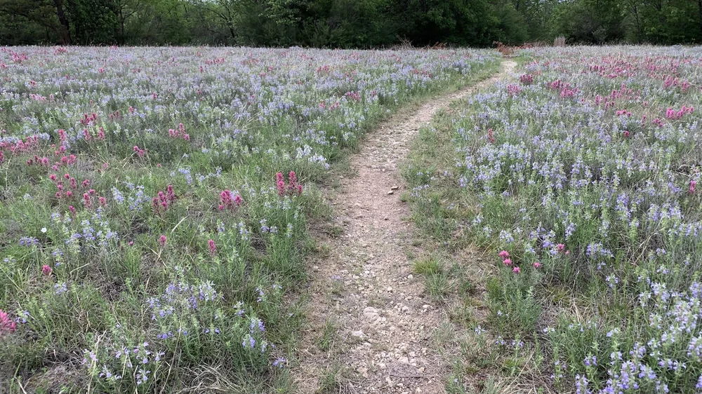  The Tandy Hills Iconic meadow on April 24th. 
