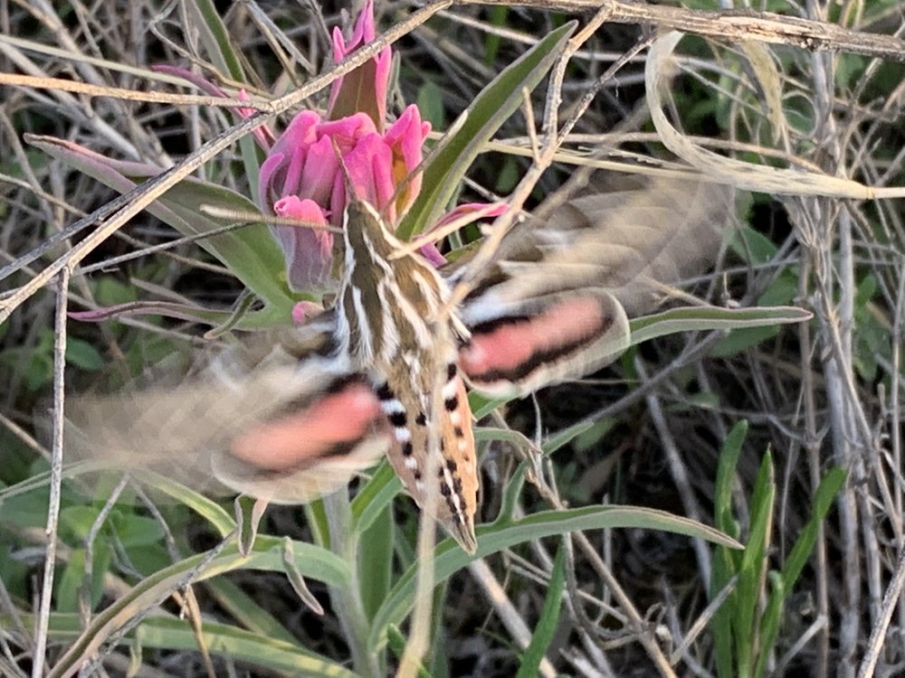   White-lined Sphinx moth  
