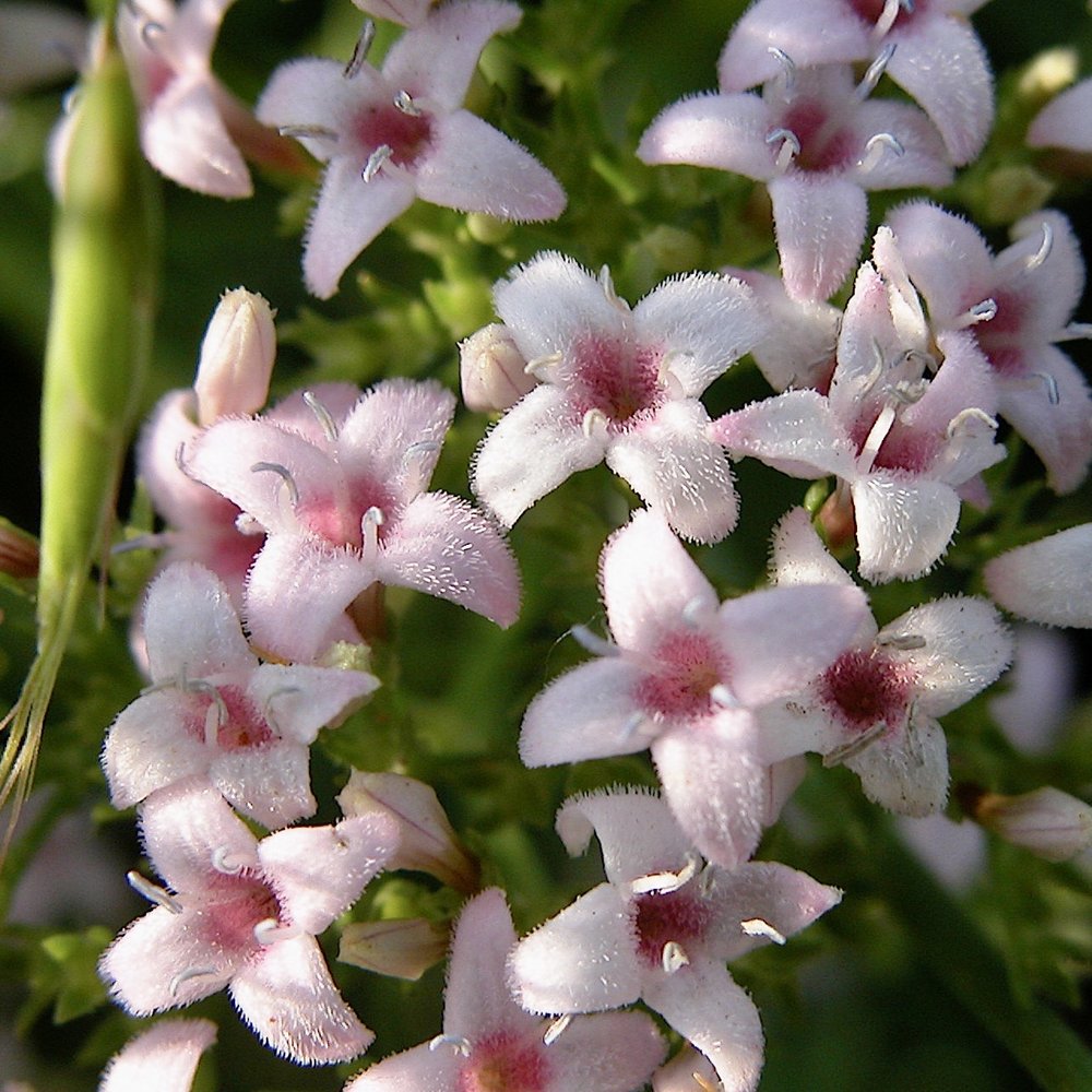   Diamond Flowers  ( Stenaria nigricans)  looking elegant 