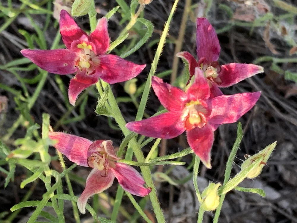  Exotic, Trailing Ratany, before the drought kicked in. 