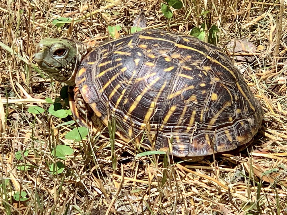  A rare sighting of an  Ornate Box Turtle  at tandy Hills. 
