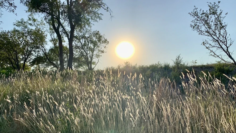  A magnificent swath of  Silver Bluestem . 
