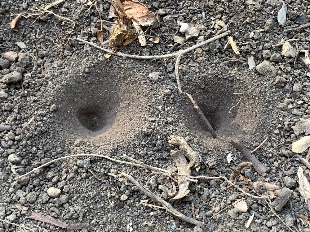  Antlion’s were one of the few signs of life in June 2022. 