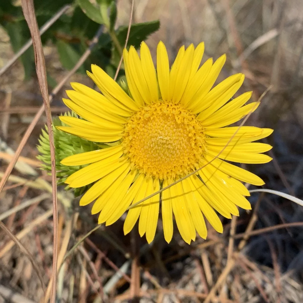   Gum-weed  defied the drought with its cheerful blooms. 