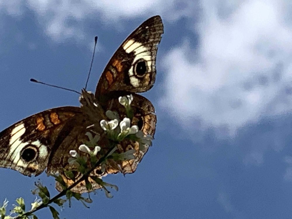  A Buckeye Butterfly posing against the autumn sky. 