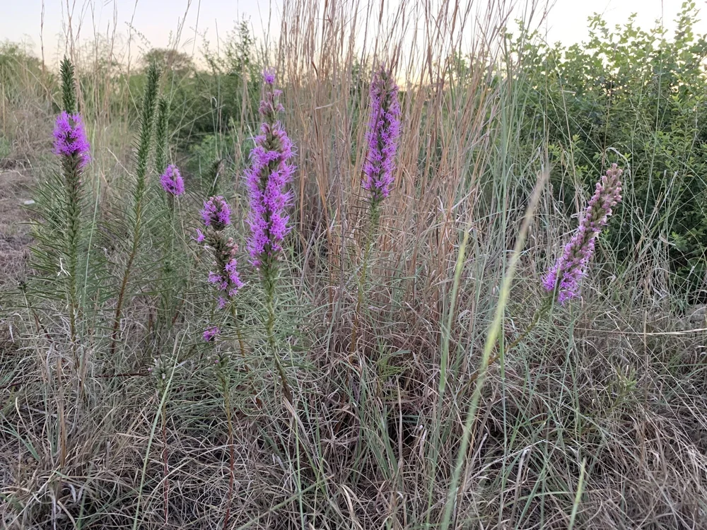   Dotted Gayfeather  ( Liatris punctata ) 