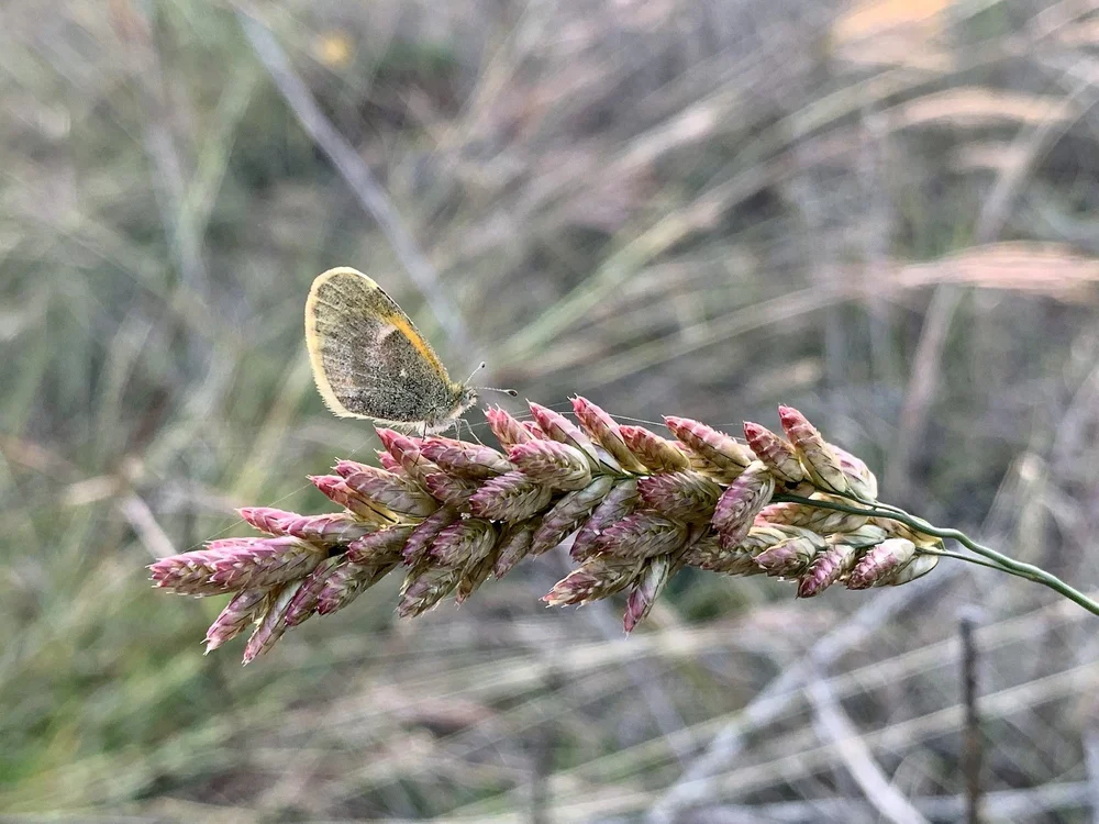   Pink Fluffgrass  ( Tridens congestus ) and a  Dainty Sulfur . 