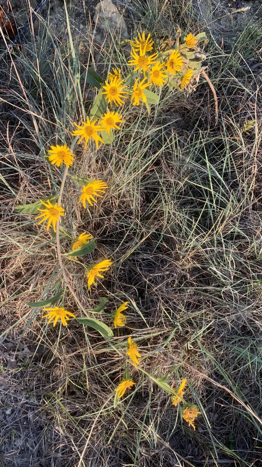   Maximilian Sunflower  ( Helianthus maximiliani ) 