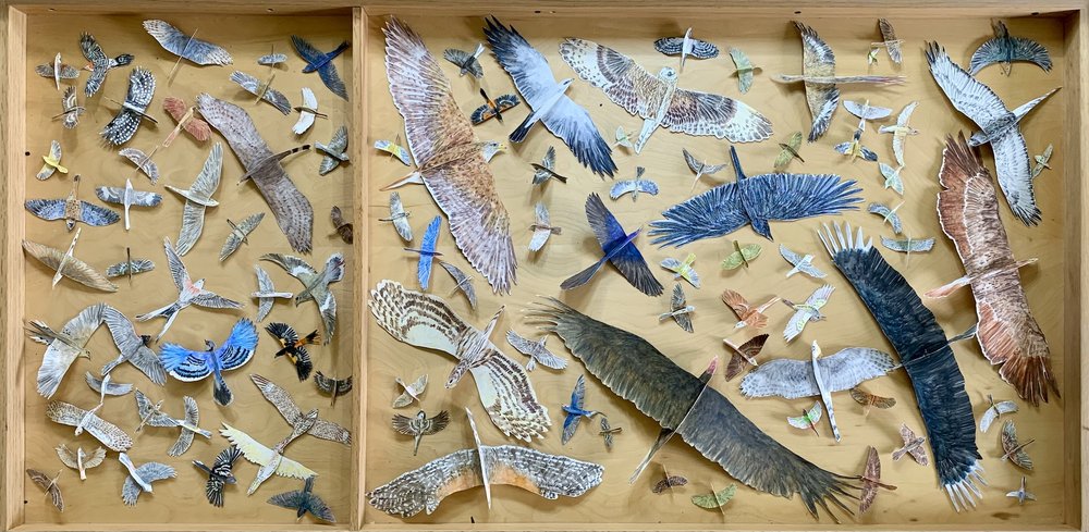  Debora Young’s Birds of Tandy Hills project is nearly finished. 
