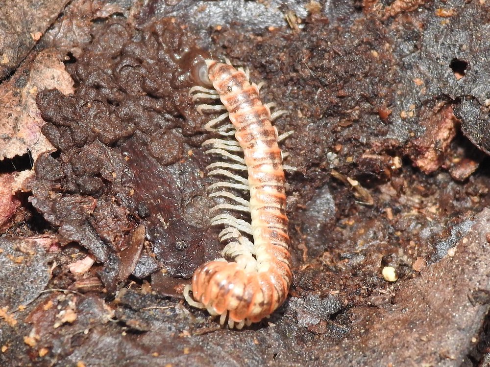 Flat-backed millipede (Eurymerodesmus mundus)