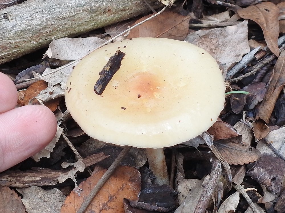 Yellowfoot Dapperling mushroom Lepiota magnispora)