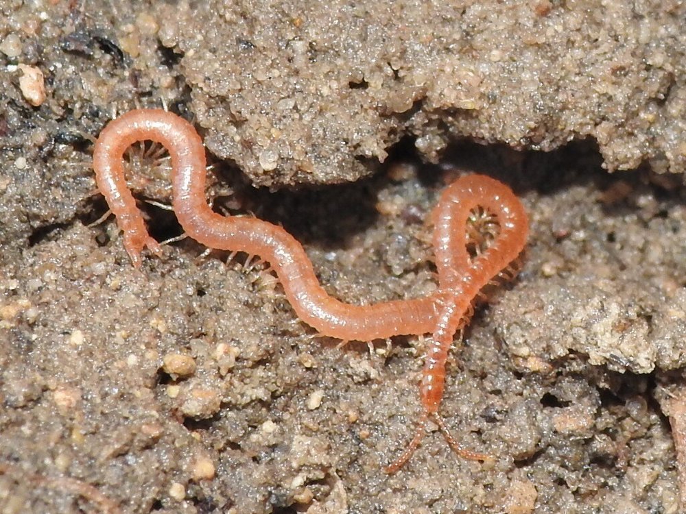 Soil Centipede (Genus&nbsp;Strigamia)