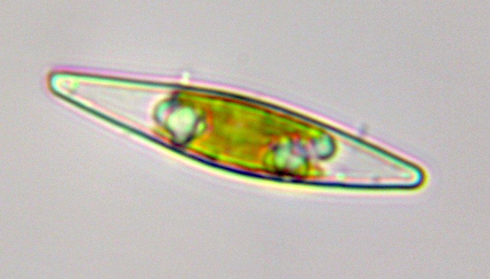  Diatoms (Family Amphipleuraceae) 