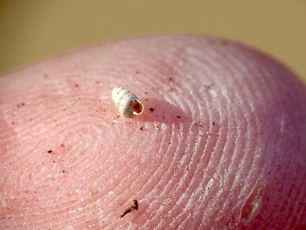   Snaggletooth Snails  ( Genus Gastrocopta ) 