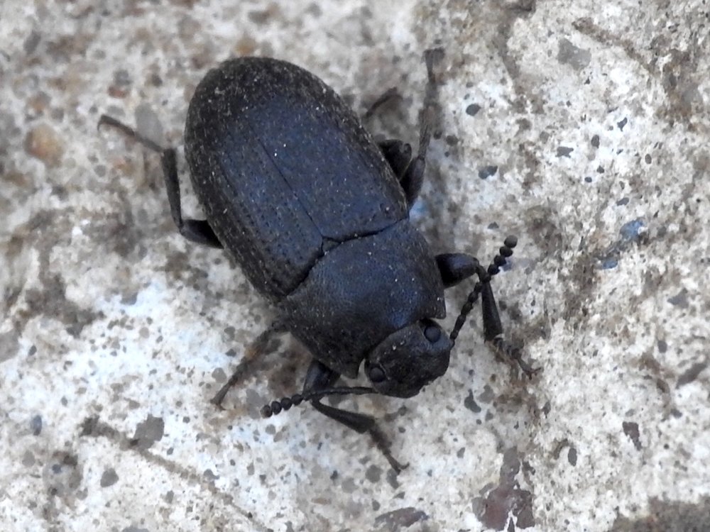   Darkling Beetle  ( Blapstinus fortis )  