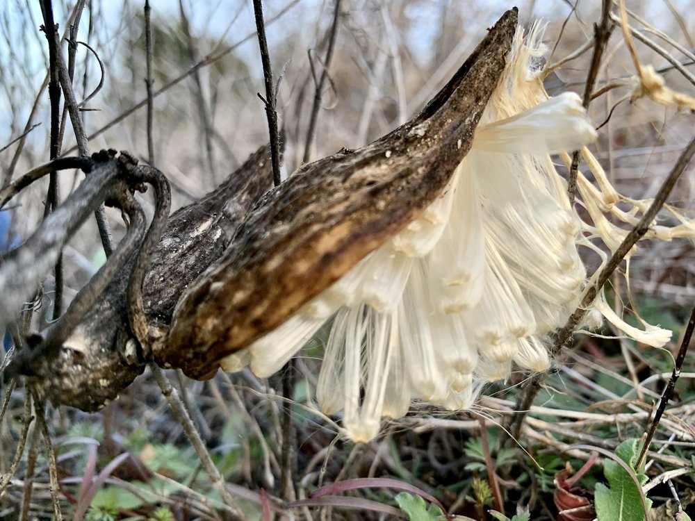   Antelopehorn Milkweed  ( Asclepius asperula ) pod, shedding its silk in late January 