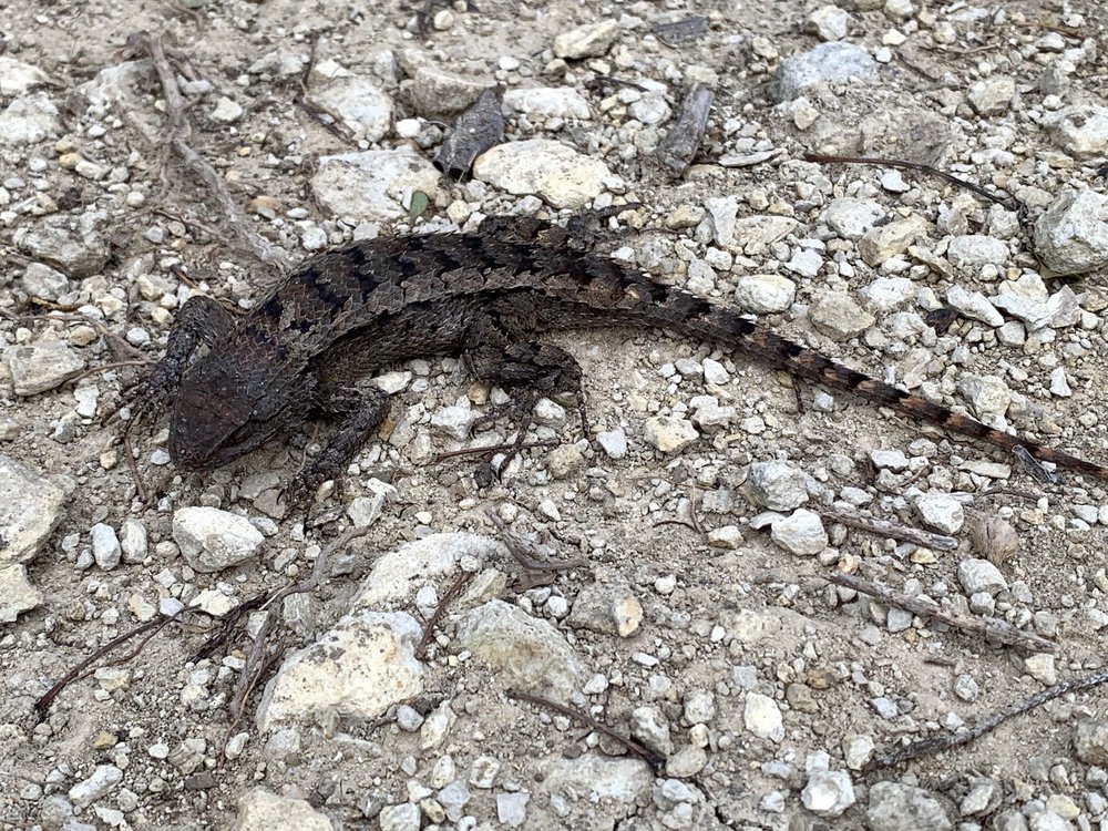  I had an uncommon, winters encounter with a Texas Spiny Lizard on the trail on Jan.1.. 