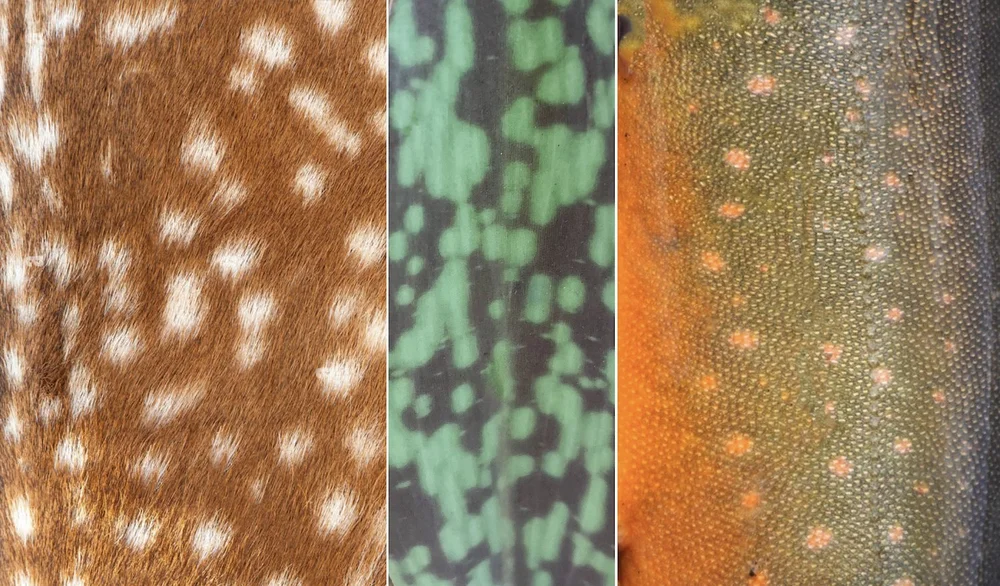  Fawn fur - Trout Lily leaf - Trout skin 