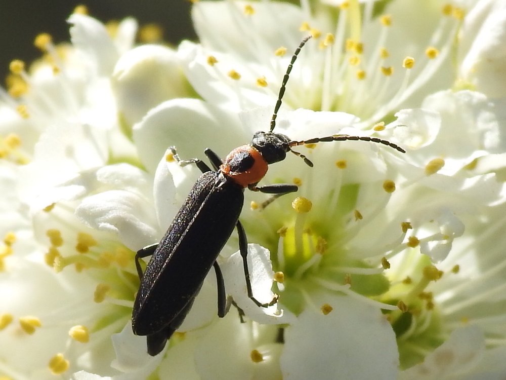   False Blister Beetle  ( Ischnomera puncticollis ) Photo by  Sam Kieschnick  