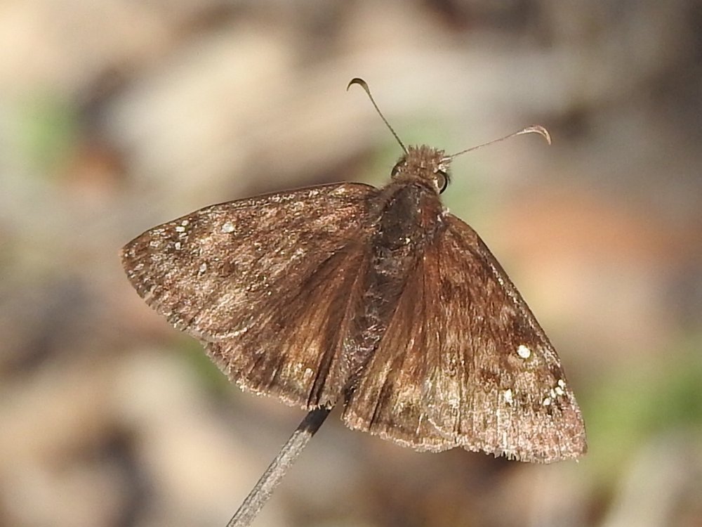   Juvenal's Duskywing Butterfly  ( Erynnis juvenalis ) Photo by  Sam Kieschnick  