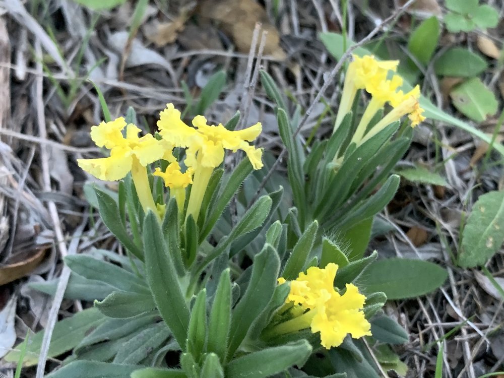   Narrowleaf Puccoon  ( Lithospermum incisum ) are usually the first to bloom after Trout Lilies. 