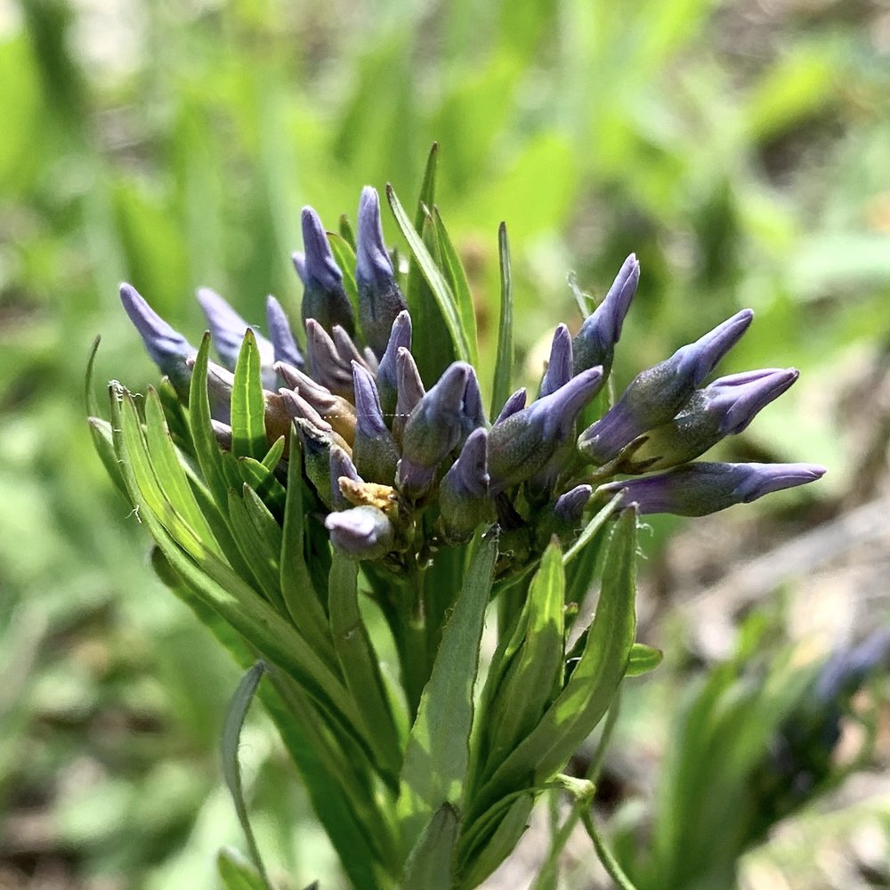   Fringed Bluestar  ( Amsonia ciliata ) just barely starting to bloom in late March. 