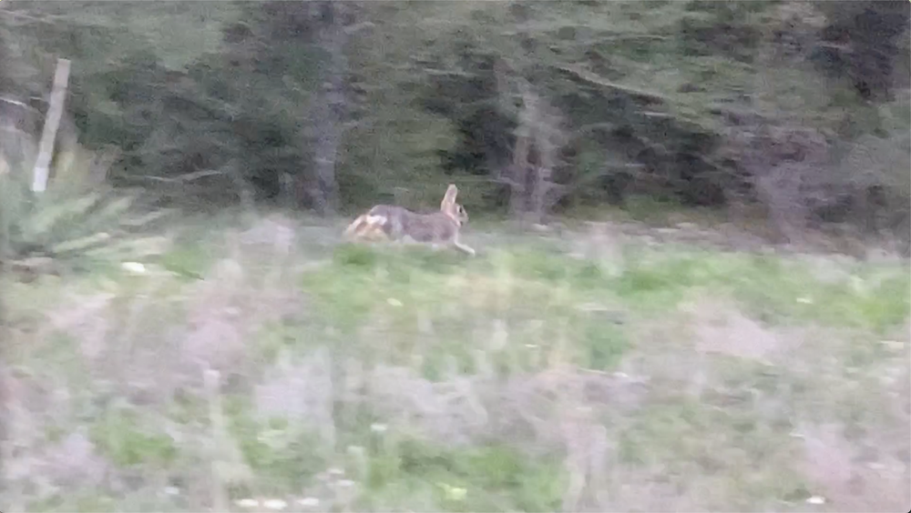    Eastern Cottontail Rabbits   are frolicking across the Tandy Hills. This is one of three I saw in mid-March.  