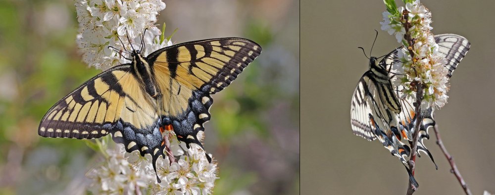   Eastern Tiger Swallowtail  ( Papilio glaucus ) feasting on Creek Plum. Note the white-ish underwing. Photos by,  Greg Hughes.  Used with permission. 