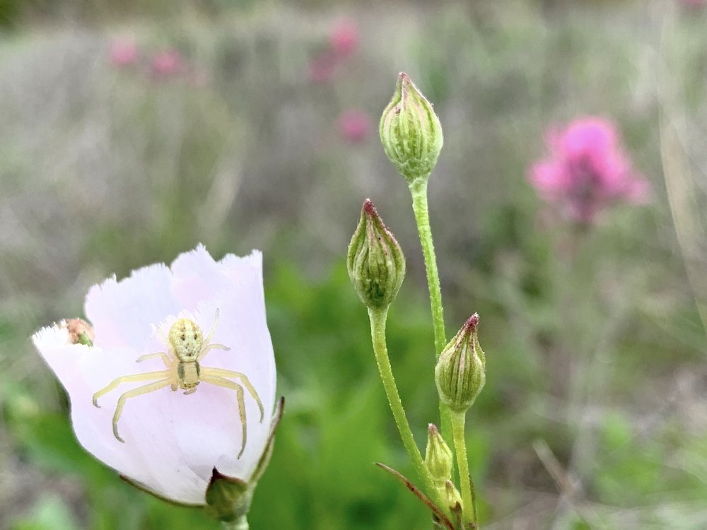    Palmleaf Winecup   ( Callirhoe pedata ) with a little,  Crab Spider , that looks eerily like the character named,  No-Face , in the 2001 Japanese film,  Spirited Away . 