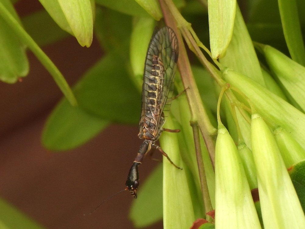   Typical Snakefly  ( Agulla bicolor ) 