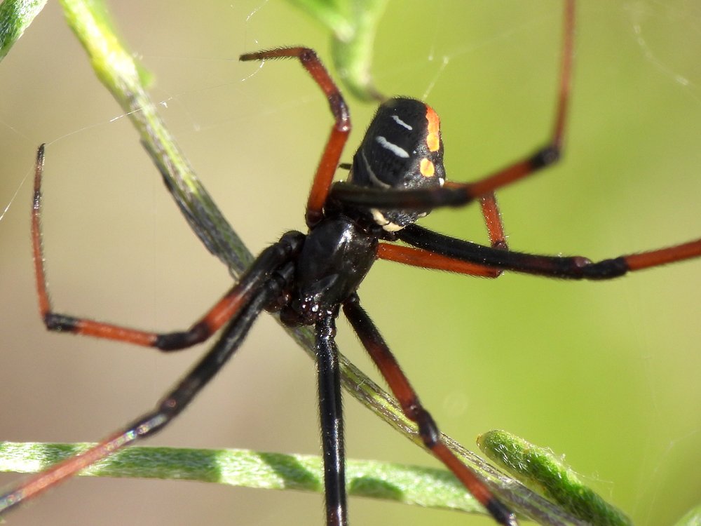  Northern Black Widow Spider  ( Latrodectus variolus ) 