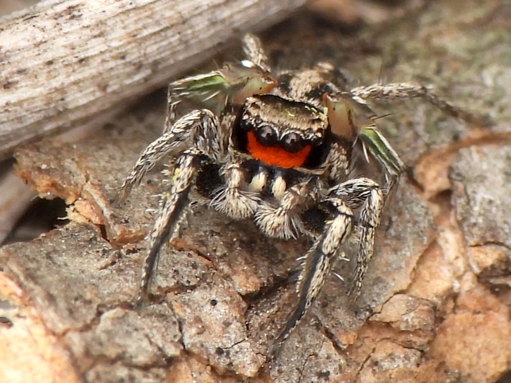   Jumping Spider  ( Habronattus coecatus ) 