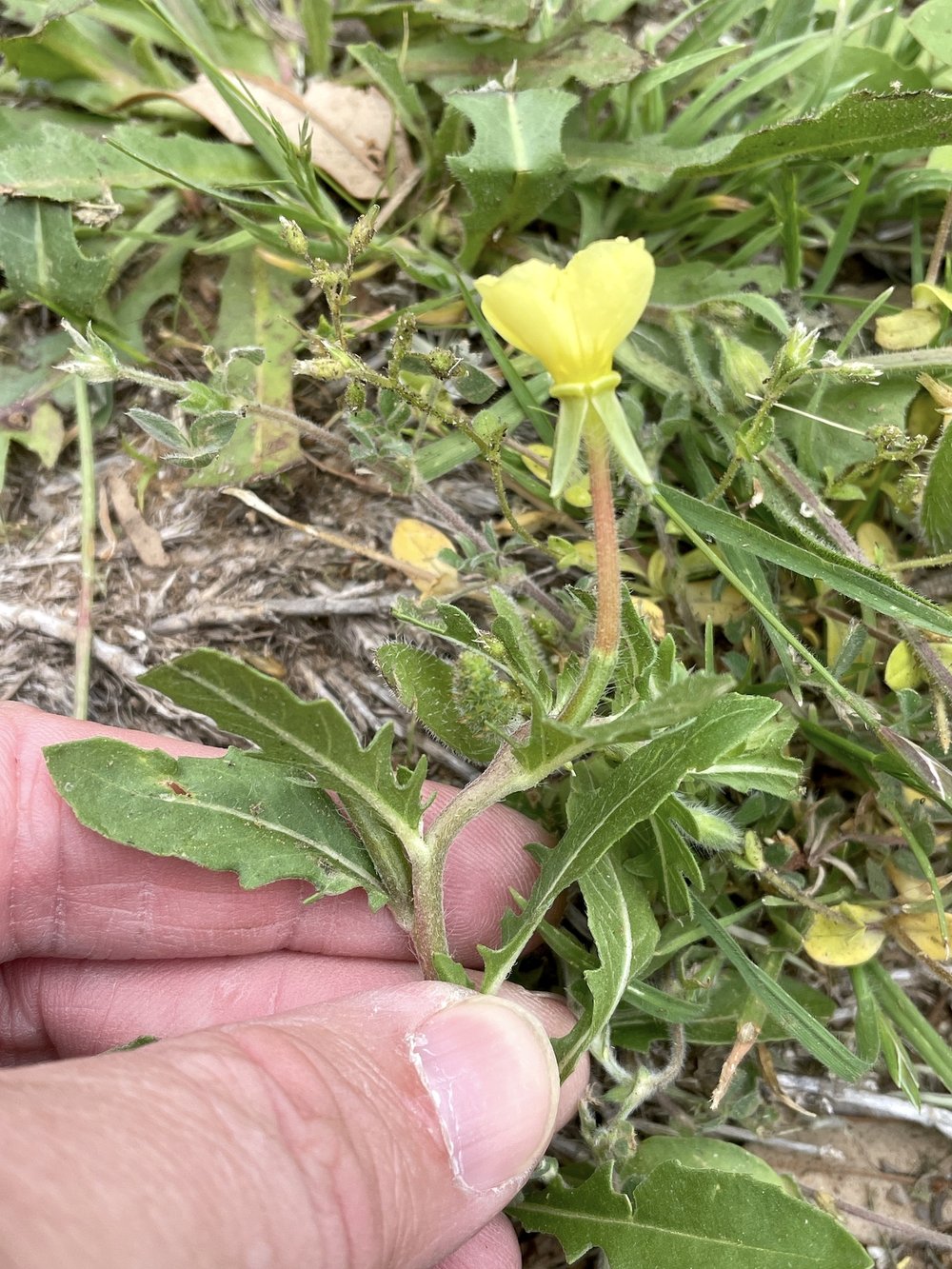   Cutleaf Evening Primrose  ( Oenothera laciniata ) 