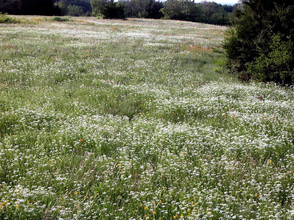  It takes a lot of,  Prairie Bishop  ( Bifora americana ), to cover the Tandy Hills meadows. This happened in 2016. 