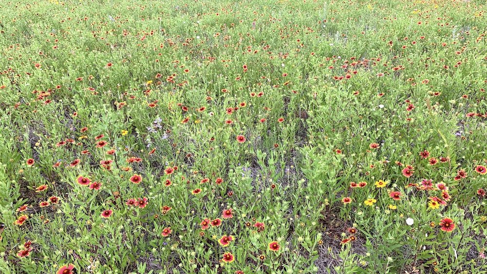   Indian Blanket  ( Gaillardia pulchella ) is about to super-bloom at the end of April. 