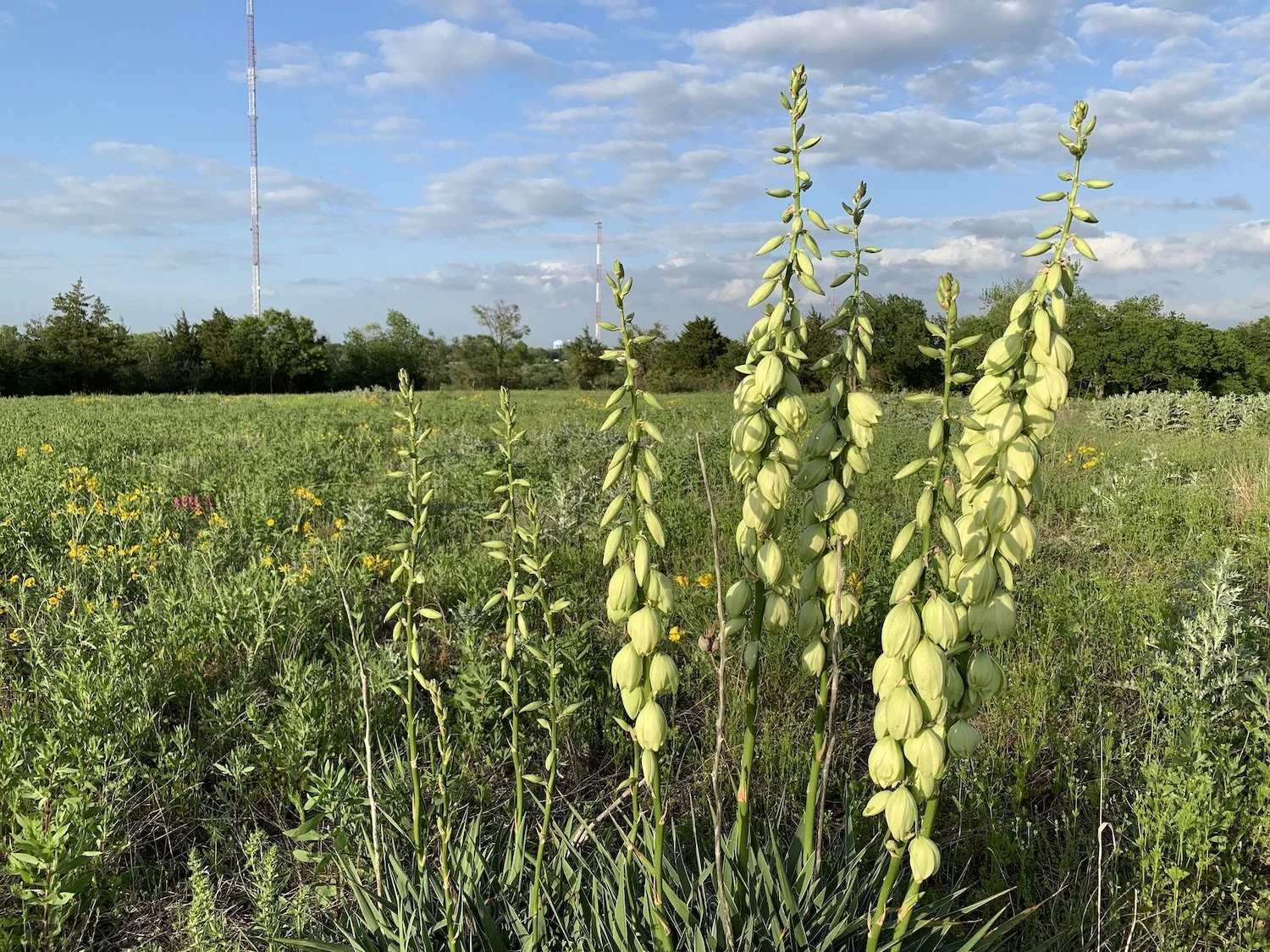 Prairie Notes #197 - Never Cross the Same Prairie Twice — Friends of ...