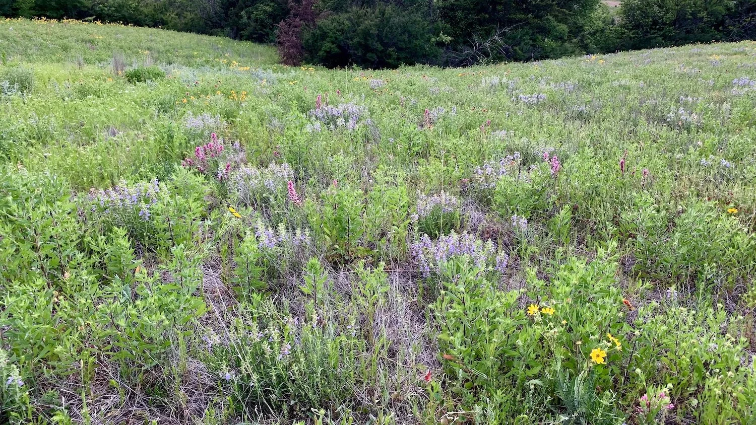 Prairie Notes #197 - Never Cross the Same Prairie Twice — Friends of ...