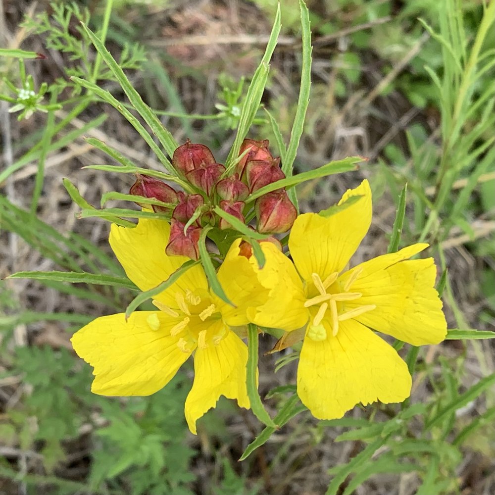   Berlandier's Sundrops  ( Oenothera berlandieri)  