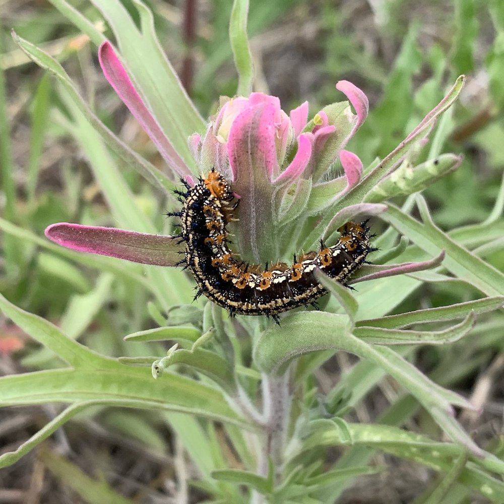   Common Buckeye Butterfly  caterpillar 