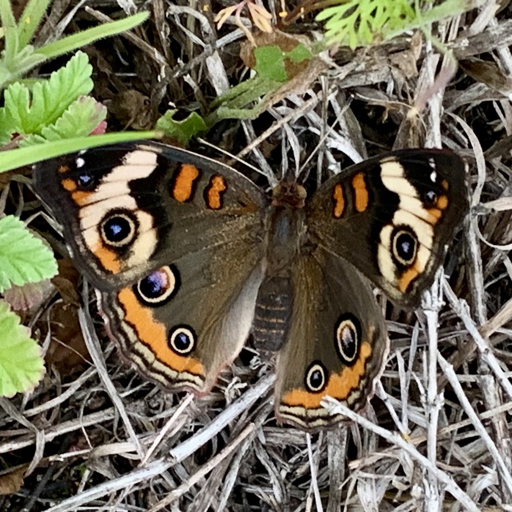   Common Buckeye Butterfly  