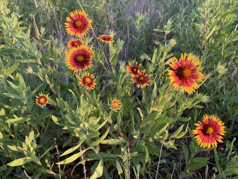   Indian Blanket  ( Gaillardia pulchella ) are having a super-bloom at the end of April. 
