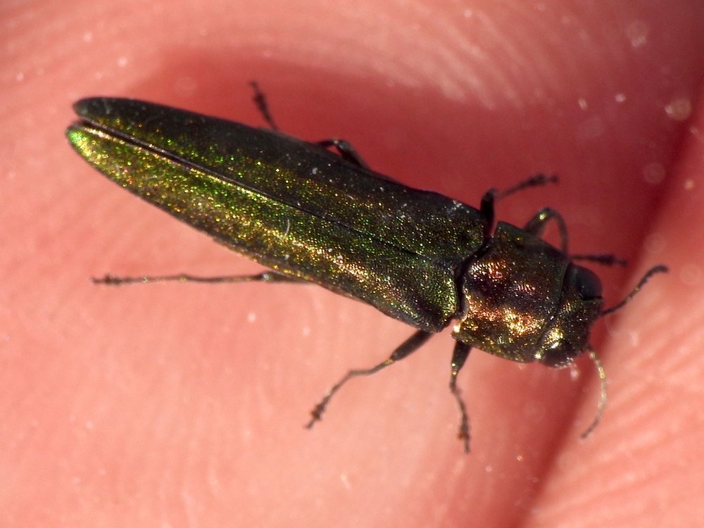   Emerald Ash Borer  ( Agrilus planipennis ) First sighting at Tandy Hills. Photo by,  Sam Kieschnick  