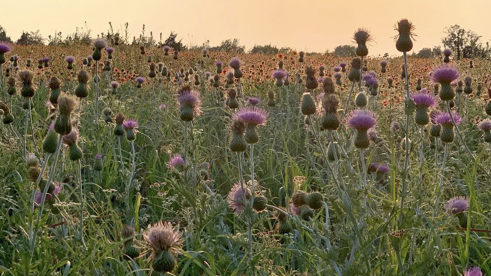  Literally, thousands of  Wavyleaf Thistles  ( Cirsium undulatum ) added a mystical vibe to the easternmost meadow. 