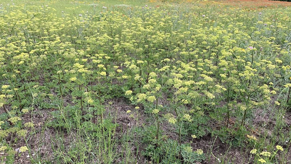  A super-bloom of  Texas Prairie Parsley  ( Polytaenia texana ) on Broadcast Hill is the largest I’ve ever seen. 